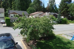 Central Coquitlam Unfurnished 4 Bed 3 Bath House For Rent at 3207 Salt Spring Ave Coquitlam. 3207 Salt Spring Avenue, Coquitlam, BC, Canada.